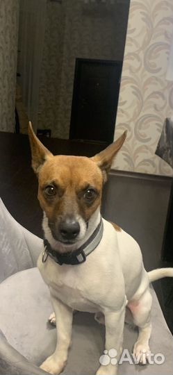 Щенки бесплатно