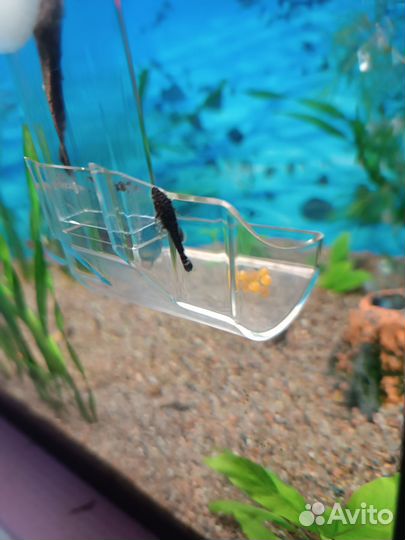 Сомики анцитрусы