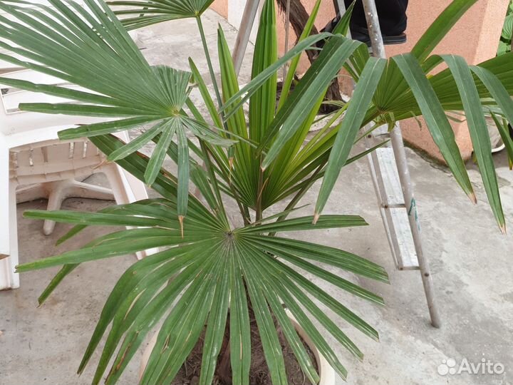 Пальма. 10 лет