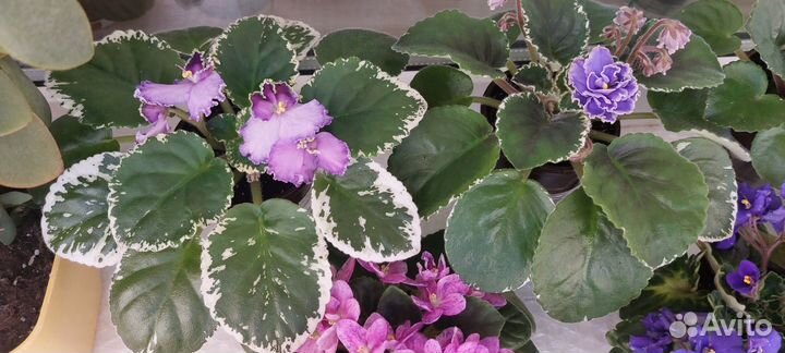 Фиалки сортовые