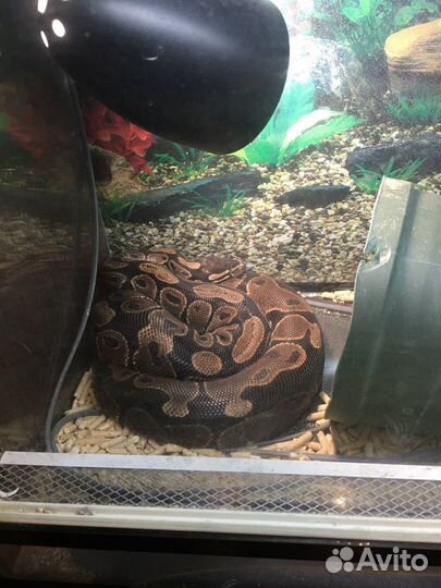 Королевская змея