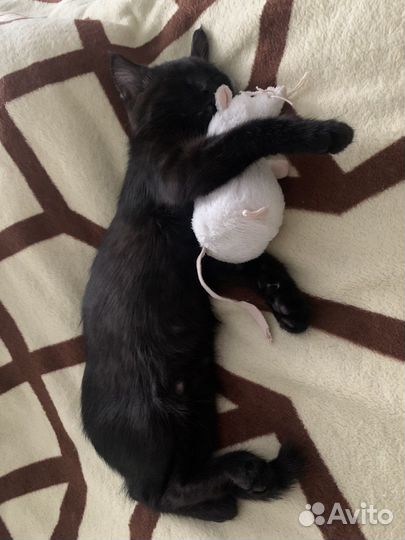 Котенок в добрые руки