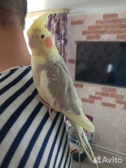 Попугай корелла