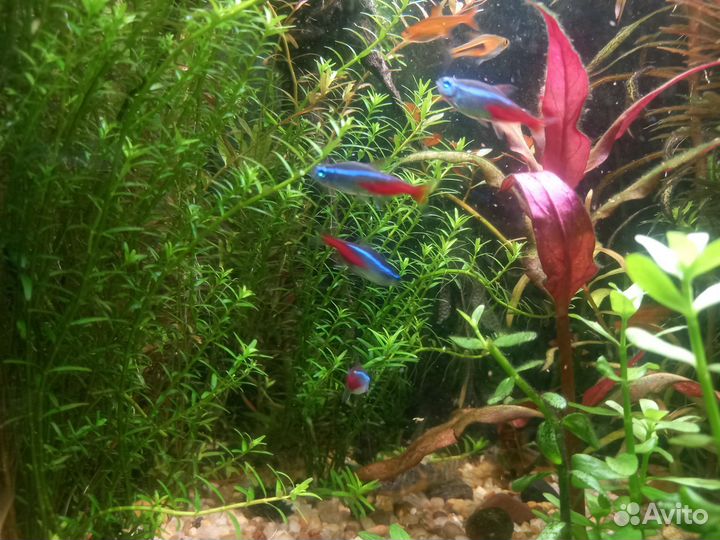 Аквариумные рыбки