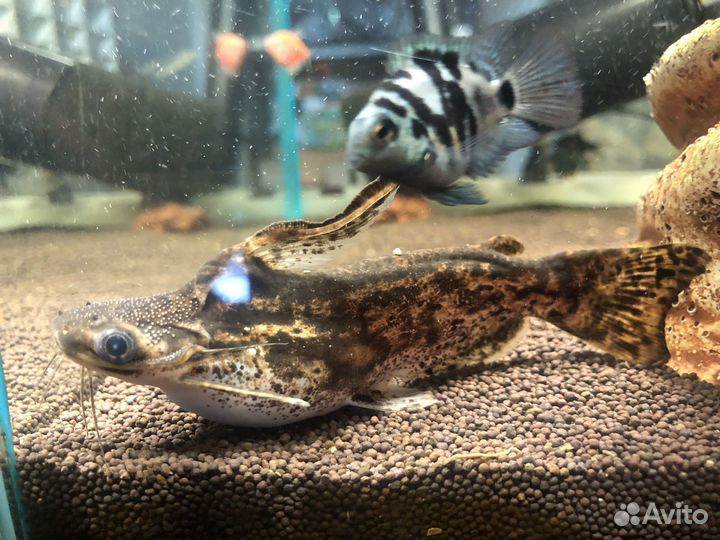 Аквариум с рыбками