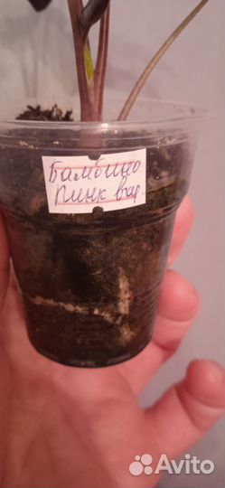 Алоказия Бамбино пинк вариегатная