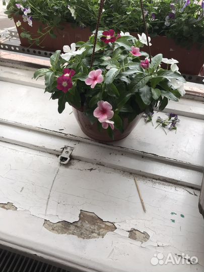 Петуния ампельная в кашпо. Живой подарок