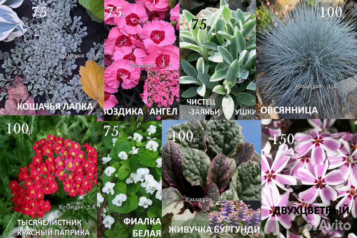 Почвопокровные Многолетники Хосты Почтой (Часть1)