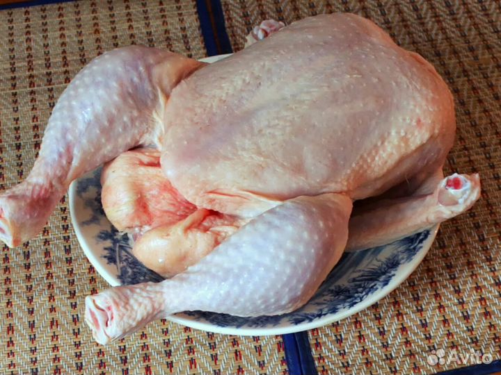 Куры домашние