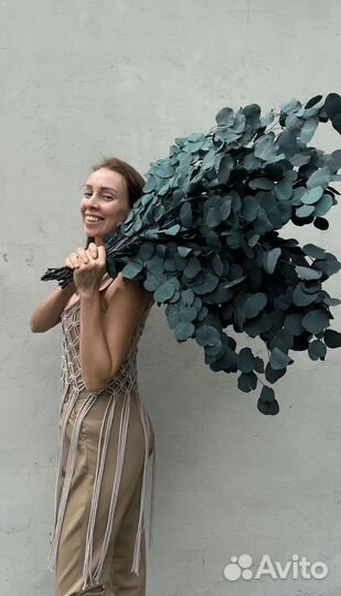 Сухоцветы Эвкалипт стабилизированный