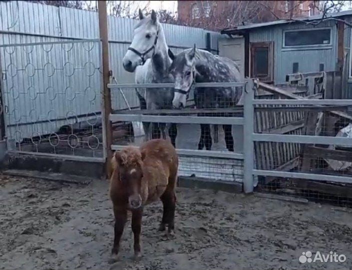 Этому Пони нужны добрые руки