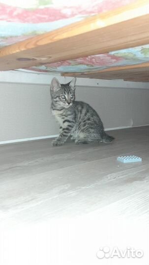 Котята бенгалы