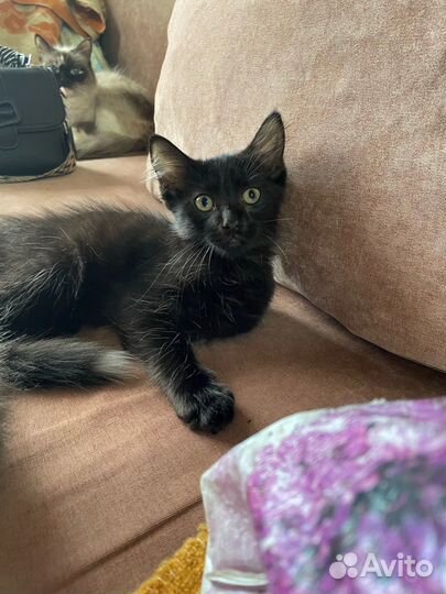 Ищут дом два ласковых мальчика