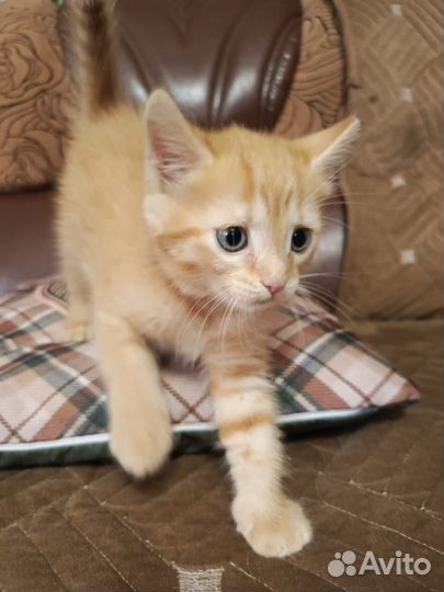 Котенок в добрые руки