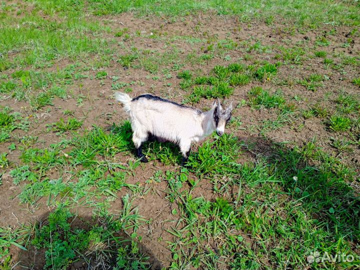 Козлы и козочки