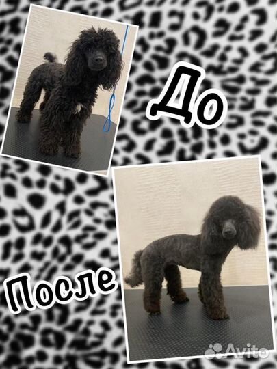 Стрижка собак