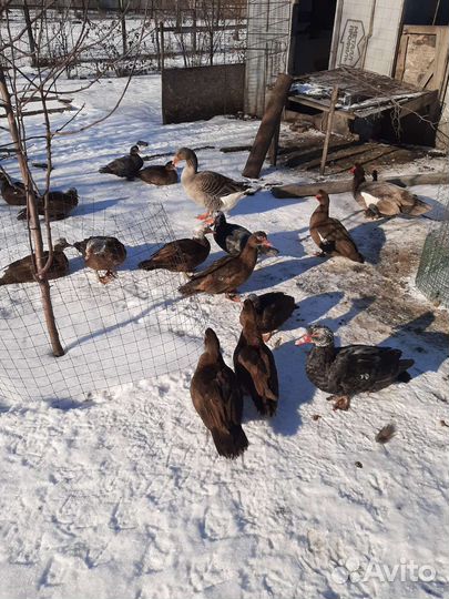 Мускусные утки