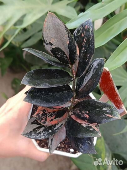 Замиокулькас вариегатный блек Пинк Оранж