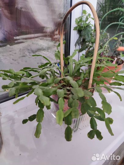 Декабрист шлюмбергера сортовой розовый