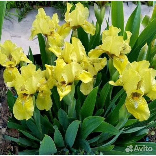 Лилия
