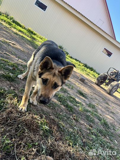 Щенки немецкой овчарки