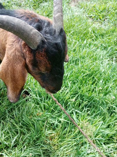 Англо нубийский козел