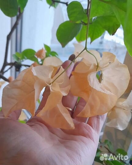 Бугенвиллия