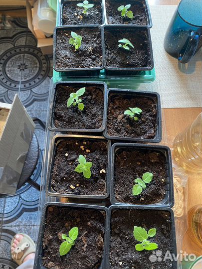 Саженцы павловния