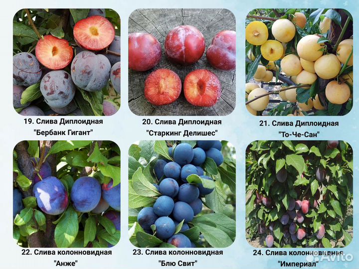 Саженцы Алычи, Сливы
