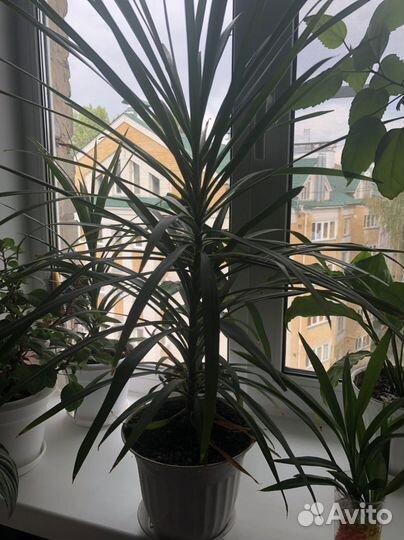 Пальма Юкка