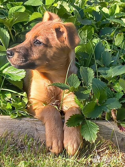 Чудесная девочка щенок Умка 3,5 месяца в дар