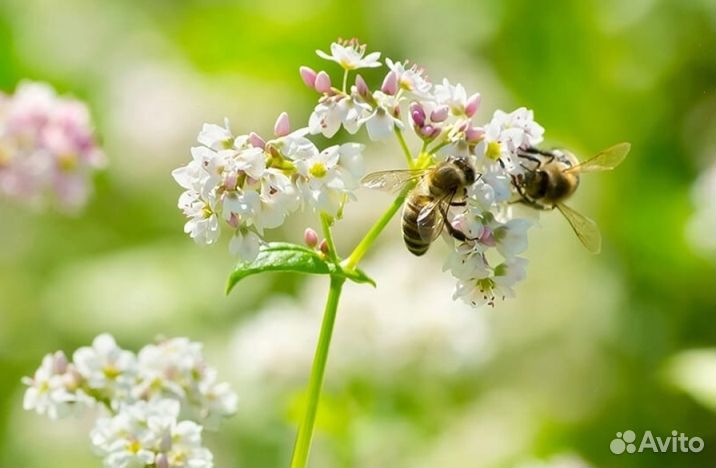 Мед Алтайский опт