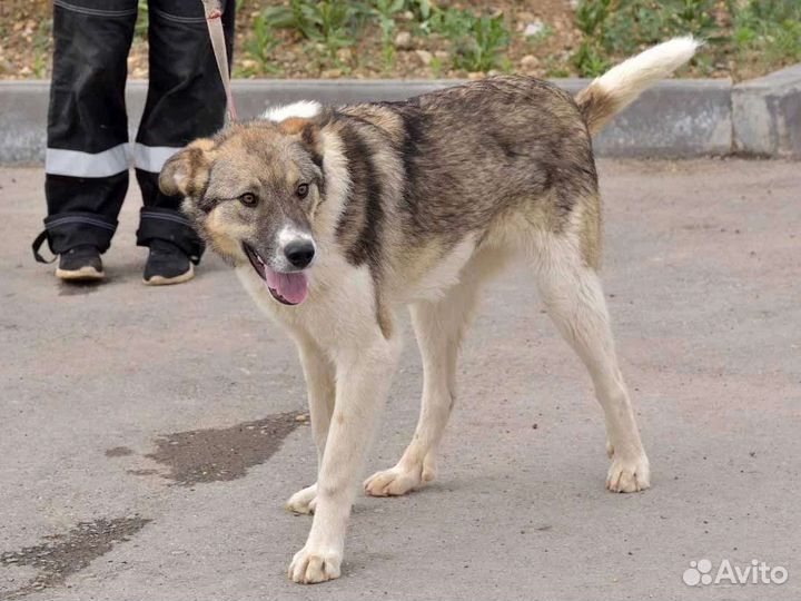 Томас-идеальный мальчик