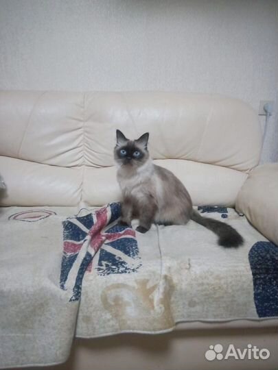 Передержка вашего питомца