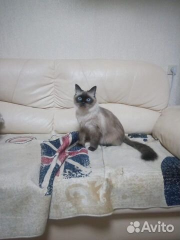 Передержка вашего питомца