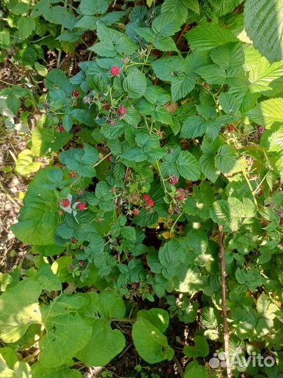 Саженцы малины