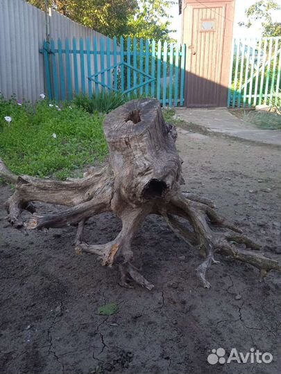 Шедевр Природы