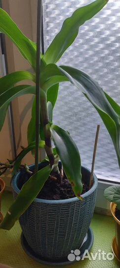 Золотой ус в горшке