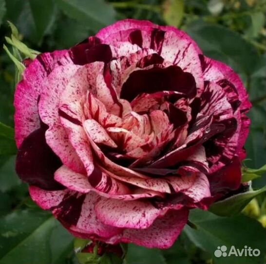 Саженцы роз нью имэджин заказы на осень 2023г