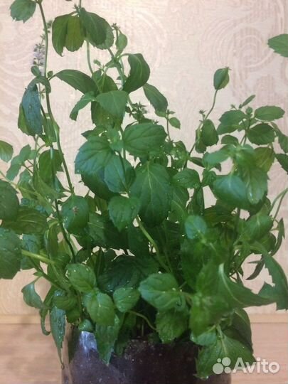 Мята душистая