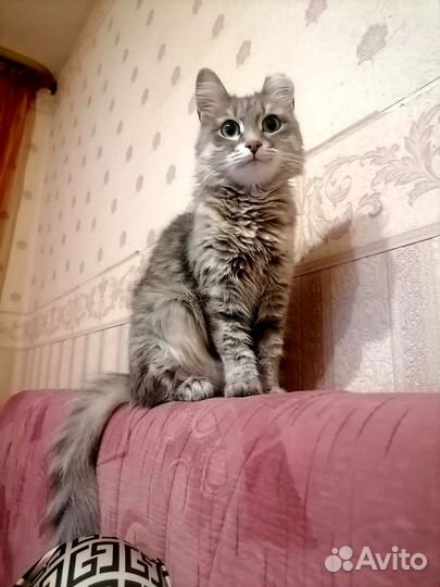 Молодая ласковая кошечка в добрые руки