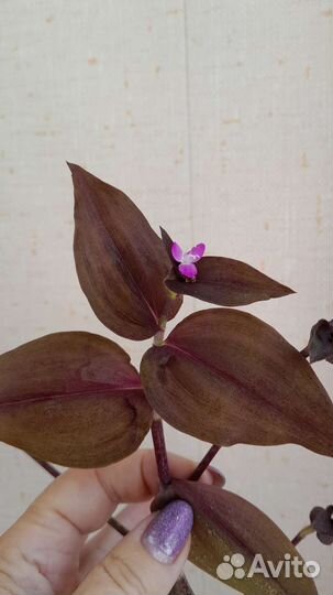 Традесканция шоколадный холм