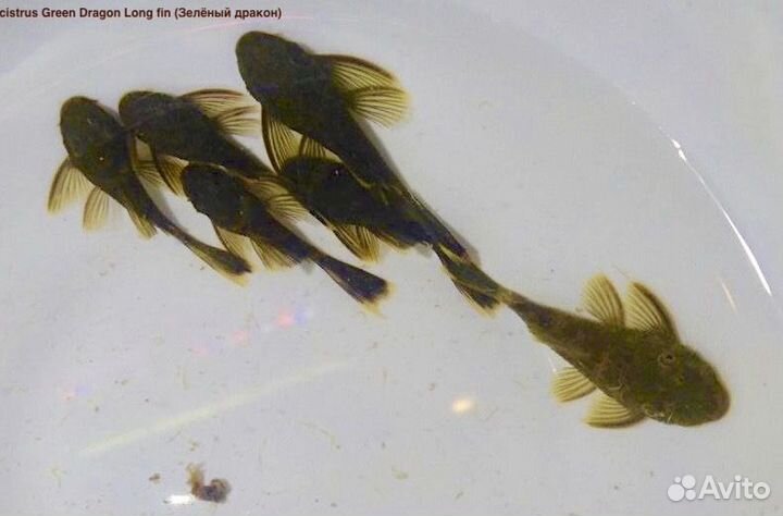 Лорикариевые сомы (L-сомы / Номерные сомы)