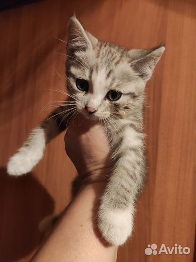 Отдам котят в добрые руки