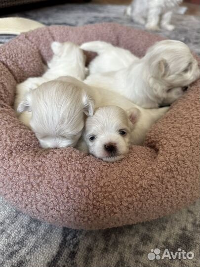 Щенки мальтезе