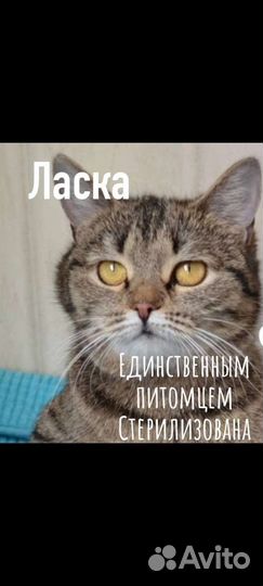 Кошки и котятки в ответственные руки