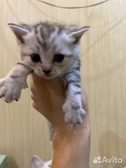Британские котята