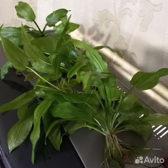 Аквариумные растения