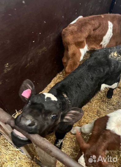 Отменные телята бычки с доставкой на транспорте