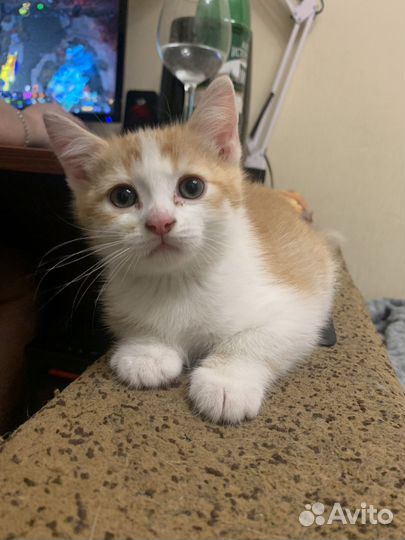 Шотландский котенок мальчик